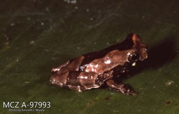 Media type: image;   Herpetology A-97993 Description: Photo of animal in life, taken in the field by Dr. Kenneth Ichiro Miyata. A slide of the photo was scanned in 2012 by Melissa Wooley.;  Aspect: lateral